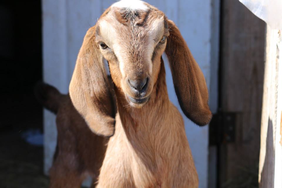 Happy Goats! Green Schools Nova Scotia Happy Goats! Green Schools Nova Scotia